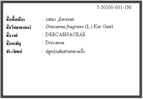 กล่องข้อความ: 7-50100-001-198 ชื่อพื้นเมือง : วาสนา ,มังกรหยก ชื่อวิทยาศาสตร์ : Dracaena fragrans (L.) Ker Gawl. ชื่อวงศ์ : DRECAENACEAE ชื่อสามัญ : Dracaena ประโยชน์ : ปลูกประดับสวนกลางแจ้ง